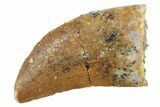 Serrated, Baby Carcharodontosaurus Tooth - Morocco #268863-1